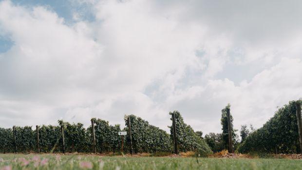 Bodega Bouza - Image 2